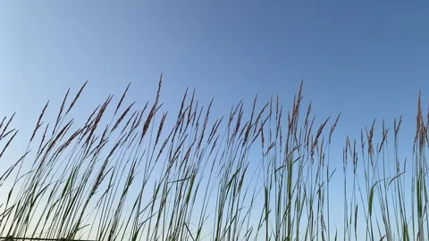 Reeds Stock Footage 297803324