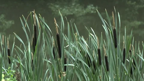 Reeds Video stock 326925398