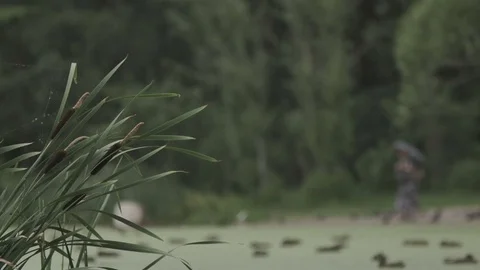 Reeds in the foreground of the landscape 库存影片 80905384