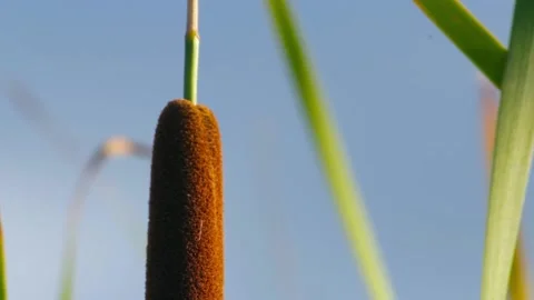 The reeds in a forest close-up, weak wind. Copy space Stock Footage 136051958
