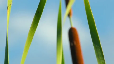 The reeds in a forest close-up, weak wind. Copy space Stock Footage 136852459