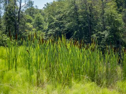 Reeds in the forest 스톡 사진