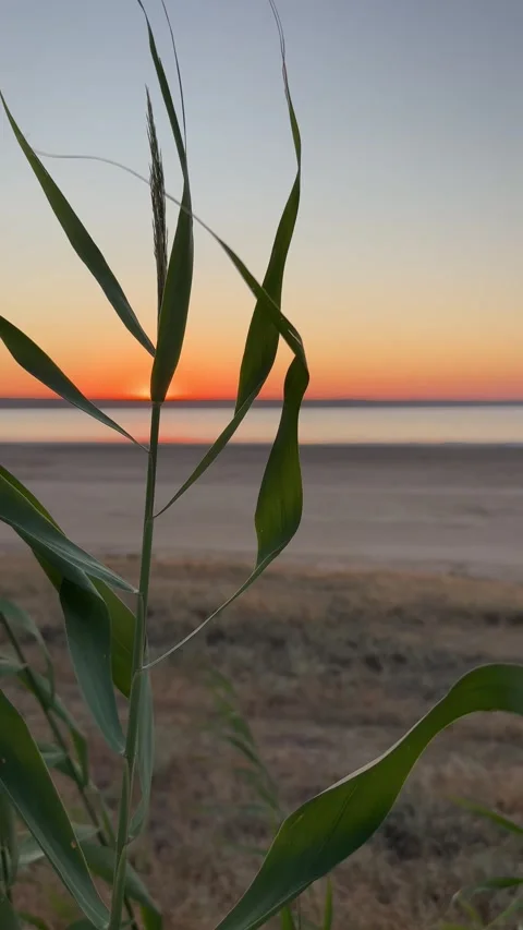 Reeds Framing a Beautiful Orange Sunset Stock-Footage 342607378