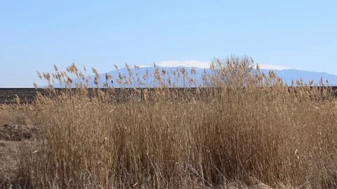 Reeds in front the mountain background Vídeo Stock 83493462