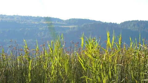 Reeds in front of a mountain Stock Footage 92849549