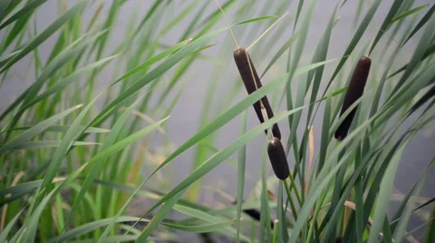 Reeds gently moving in the breeze at the edge of a beautiful lake. Panning shot Stock Footage 62823028