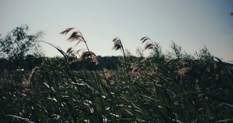 Reeds gently swaying in a summer breeze 스톡 동영상 113952053