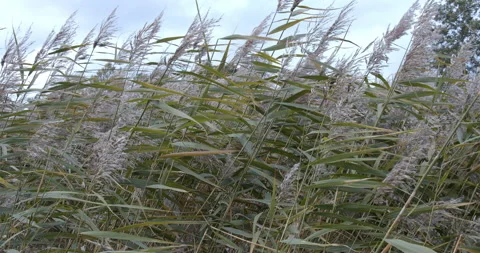 Reeds gently waving in autumn wind Stock Footage