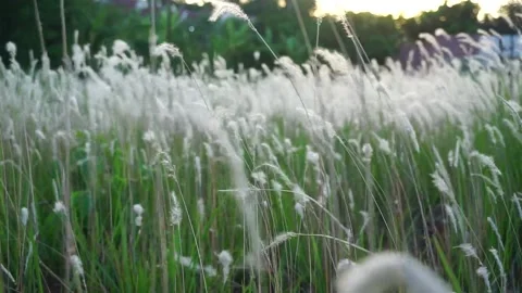 Reeds grass and wind blow if green fields.  Stock-Footage 139596953