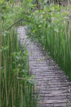 Reeds growing through a decked walkway Stock Photos