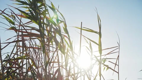 Reeds grows on the beach, against the backdrop of a forest belt on a sunny day 스톡 동영상 250086368
