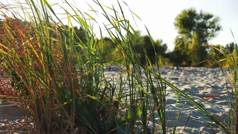 Reeds grows on the beach, against the backdrop of a forest belt on a sunny day 스톡 동영상 250086476