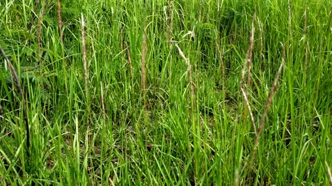 Reeds (Imperata cylindrica) Stock-Footage 210371653