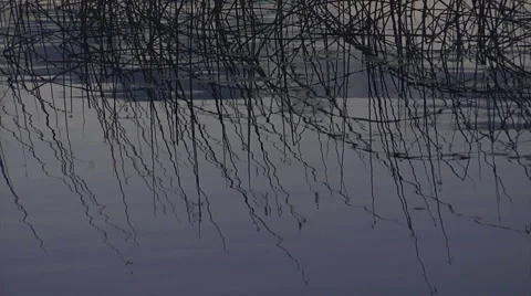 Reeds on lake Stock Footage 1052513