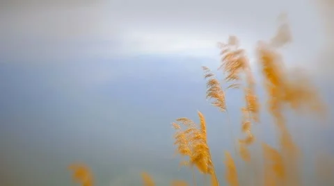 Reeds on the lake Stock Footage