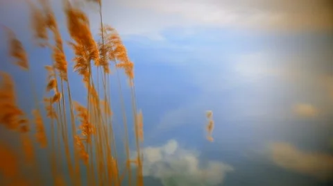 Reeds in the lake Stock Footage 5359895