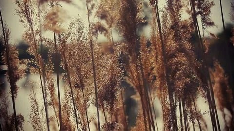 Reeds on the lake Stock Footage