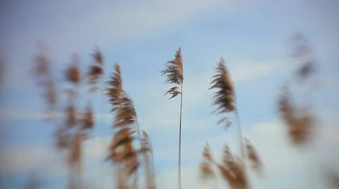 Reeds on the lake Stock Footage 5497360