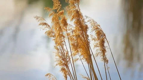 Reeds on the lake Stock Footage 7746313