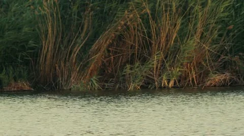 Reeds at the lake Stock Footage 11252160