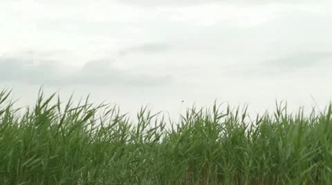 Reeds on lake Stock Footage 11297204