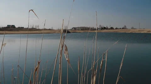 Reeds on the lake Stock Footage