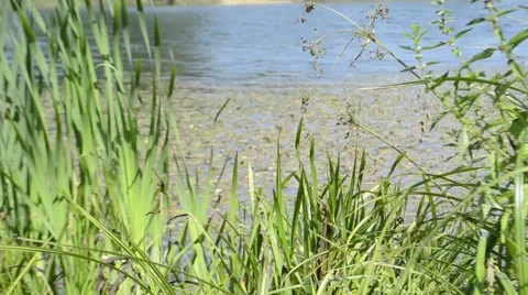 Reeds at the lake 스톡 동영상 41541362