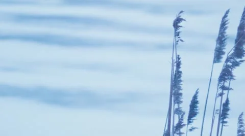 Reeds on the lake Stock Footage 45802776