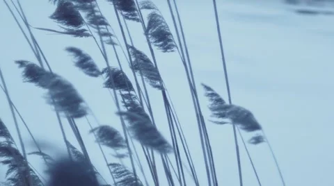 Reeds on the lake Stock Footage 45802795
