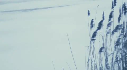 Reeds on the lake Stock Footage 45802867