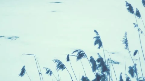 Reeds on the lake Stock Footage 45802936