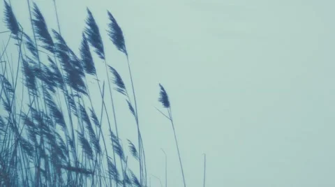 Reeds on the lake Stock Footage 45802972