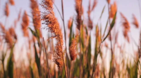 Reeds on the lake Vídeo Stock 50907731