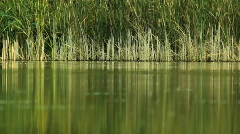 Reeds on the lake Stock Footage 67668684
