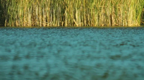 Reeds on the lake Stock Footage 67668710