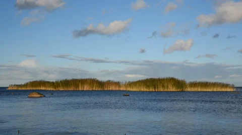 Reeds on the lake Video stock 68101879