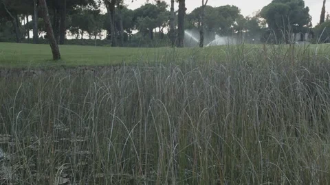 Reeds in the lake 스톡 동영상 141884702