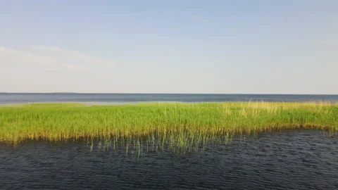 Reeds on the lake Stockbeeldmateriaal 156715229