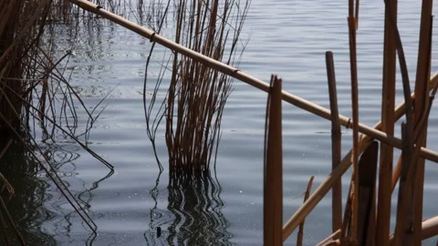 Reeds in the lake Video stock 181969902