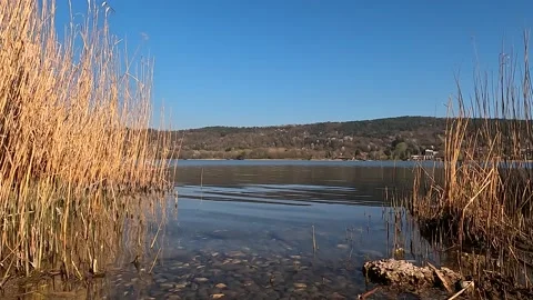 Reeds in the lake Stock Footage 202379913