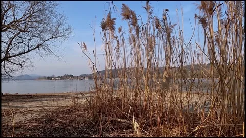 Reeds on the lake Stock Footage 208887646