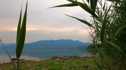Reeds on the lake Stock Footage 223651696