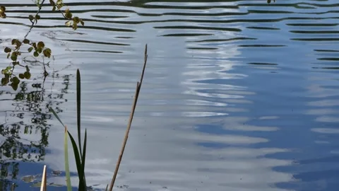 Reeds in the lake Stock Footage 241590901