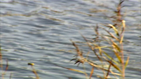 Reeds by a Lake Stock Footage 288613684