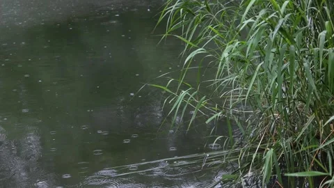 Reeds by the lake 库存影片 344513671