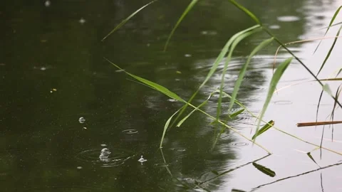 Reeds by the lake 库存影片 344513674