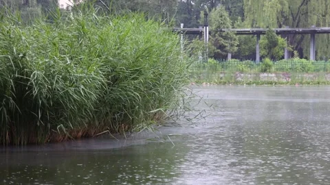 Reeds by the lake Stock-Footage 344513675