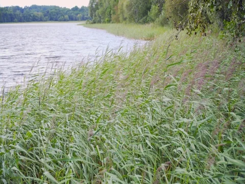 Reeds on the lake swaying in the wind Stock Footage 78536293