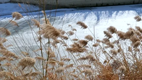 Reeds by the lake in winter 库存影片 343802756