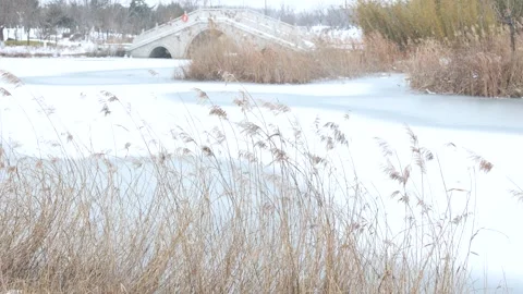 Reeds by the lake in winter Видео 343802921